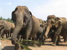 Sri Lanka utazás, nászút és esküvő